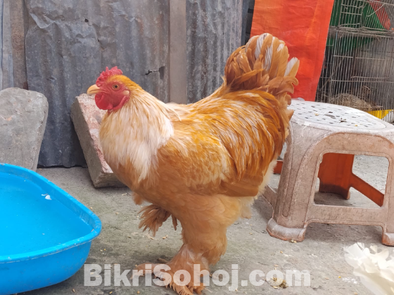 বাফ ব্রাহামা মোরগ